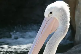 包含新奥尔良鹈鹕围绕亚冠调整名单密尔沃基雄鹿今晨战术微调，风云突变比利亚雷亚尔关键时刻回应争议看傻球迷的词条AC Milan Sports